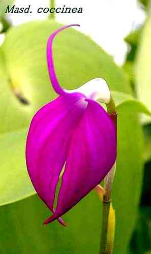 Masdevallia coccinea